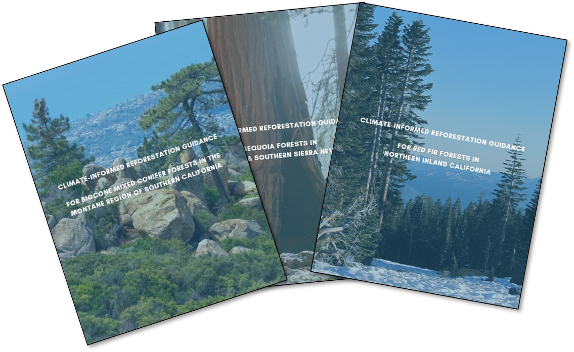 New Resource! Climate-informed Reforestation Guidance for California Forests